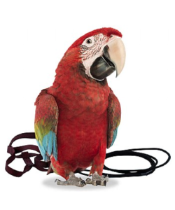 The Aviator Parrot Harness - XLarge - 6 Colours